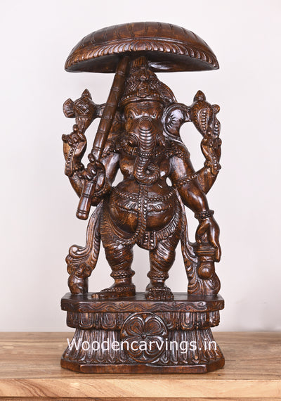 Standing Lord Ganesh Holding Umbrella and Kamandalam Polished Wooden Sculpture 26"
