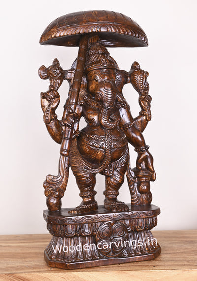 Standing Lord Ganesh Holding Umbrella and Kamandalam Polished Wooden Sculpture 26"
